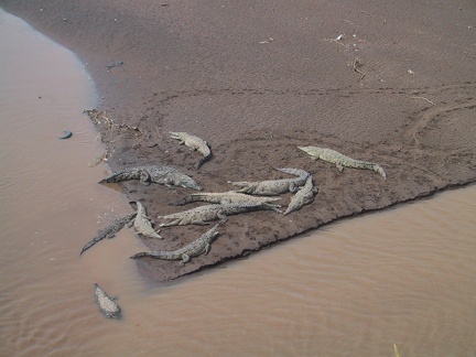Rio Tarcoles Crocodiles1